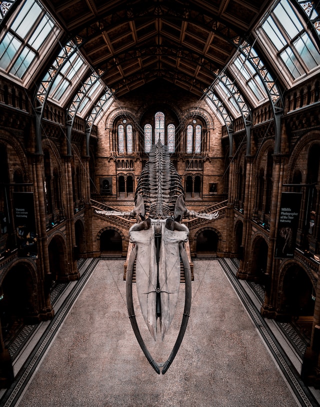 A large dinosaur hanging down from a beautiful old museum ceiling.