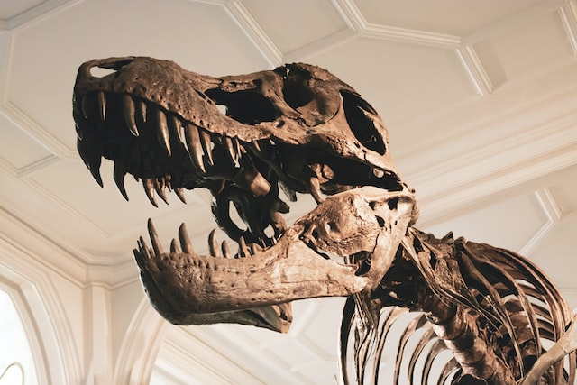 A dinosaur on display in a museum.