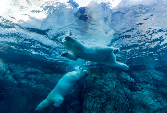 Two beautiful polar bears swimming in ice blue water seen from below and up