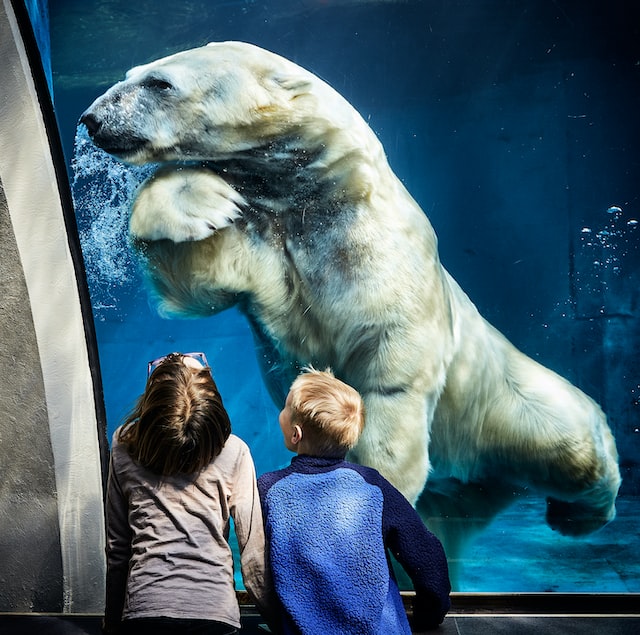 A beautiful polar bear in an aquarium, where two small children with their backs 
                turned look at the beautiful polar bear through the aquarium glass..